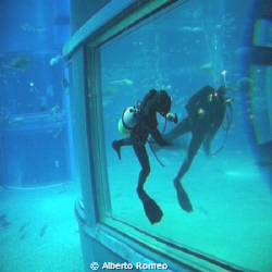 The diver in the aquarium is wiping the glass that reflec... by Alberto Romeo 